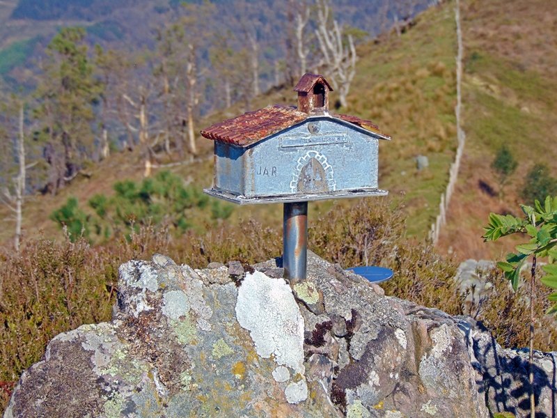 Buzoia