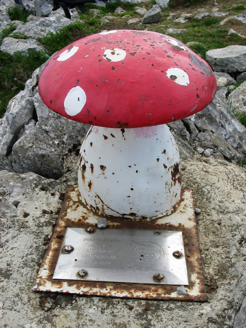 Buzoia