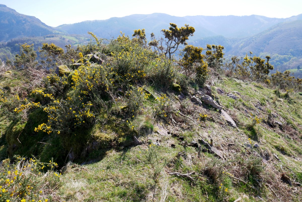 Pagoagalarre, tontorra