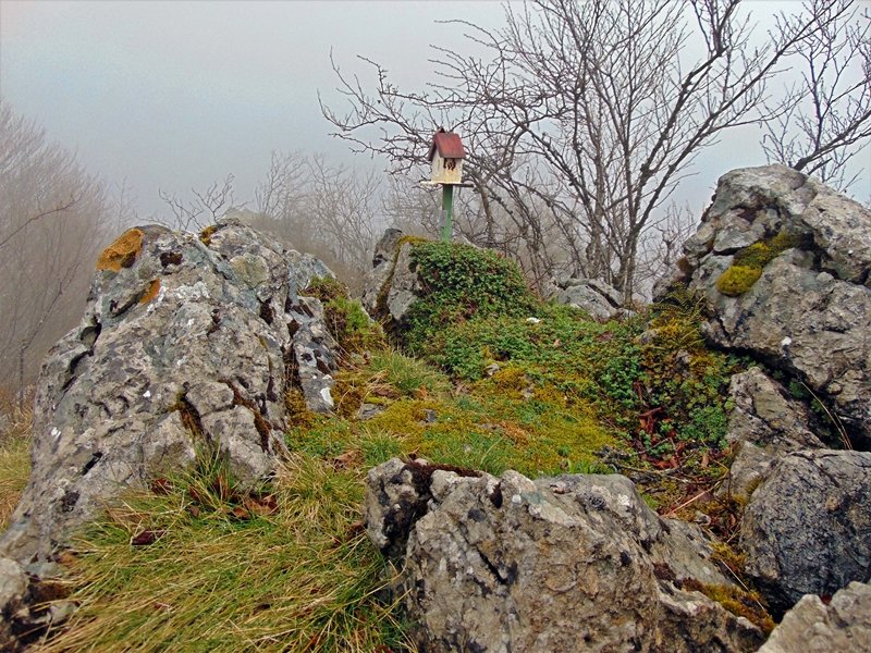 Tontorra