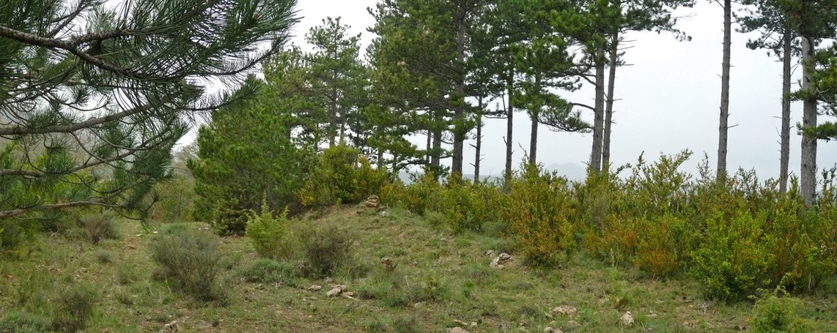 Ollankoa, gailurra