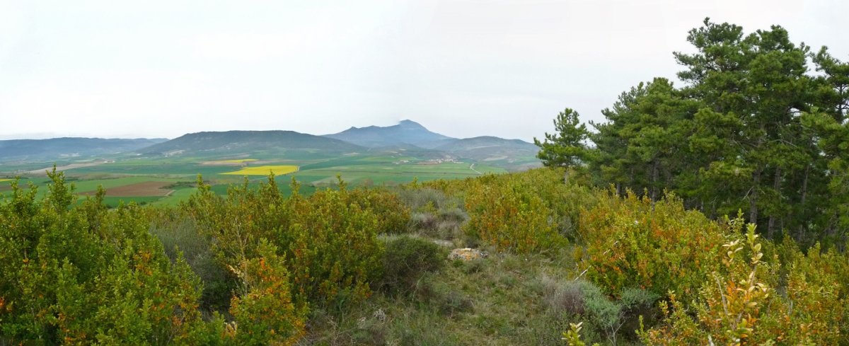 Lardingo gailurra