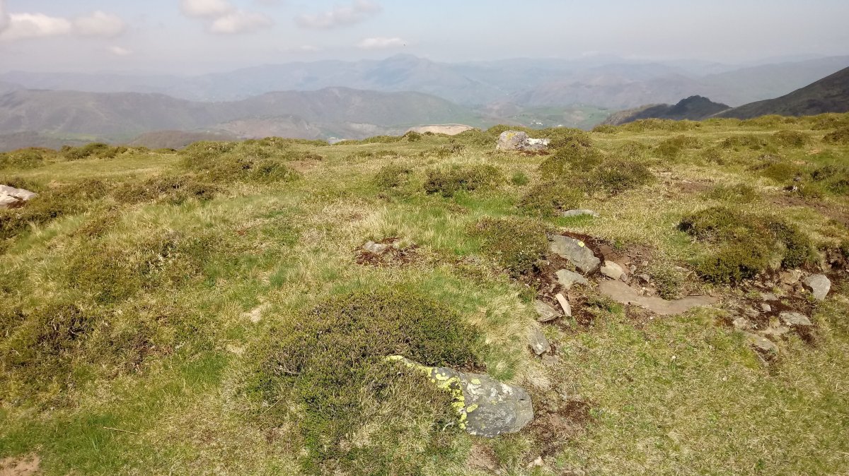 Katillegiko Lepoa trikuharria (2019)