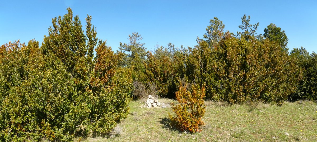Bagoandiko gailurra