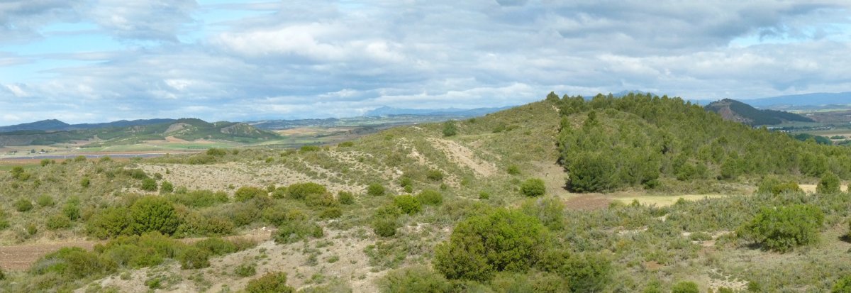Cabras gaina