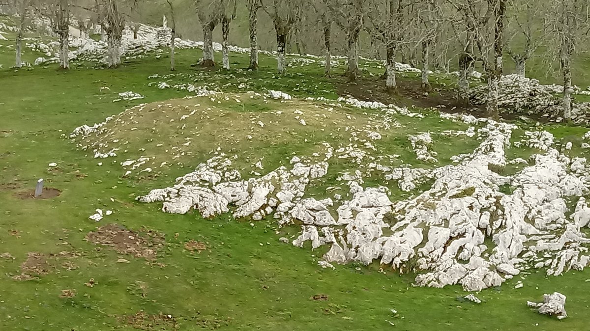 Gorostiaran M. trikuharria 2