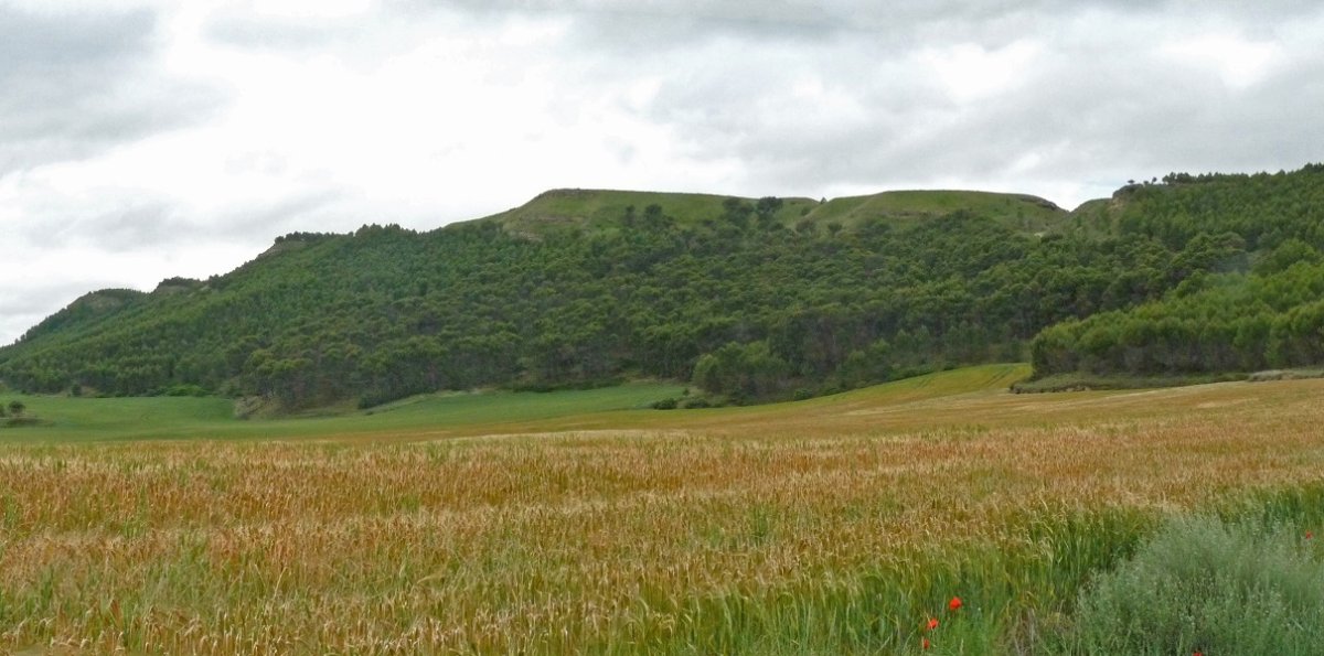 Kortabakoitz