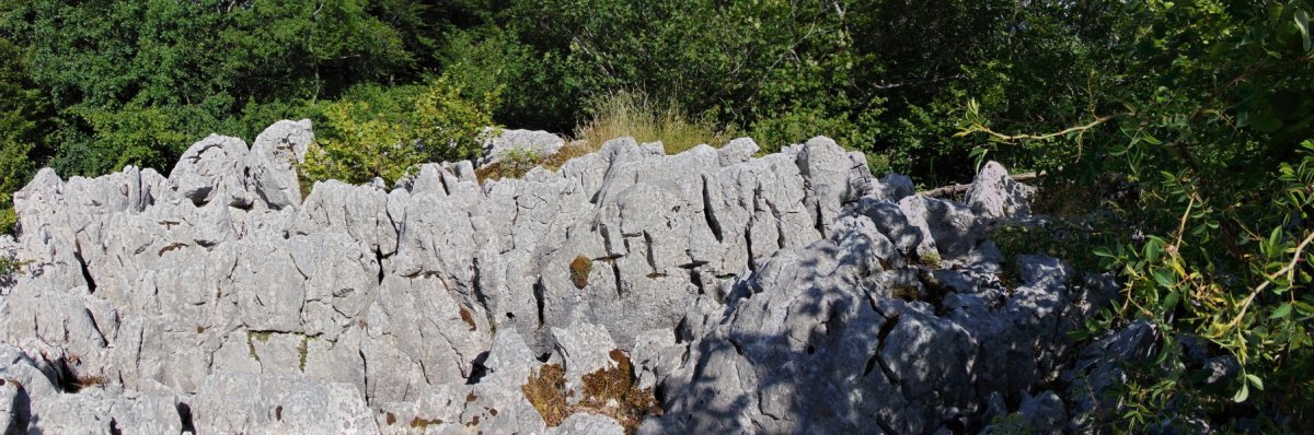 Tontorra