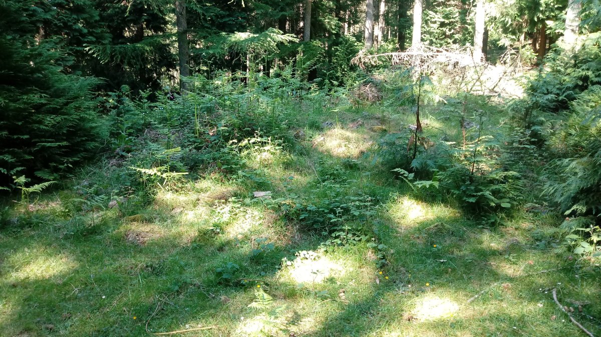 Elgea I trikuharria 3