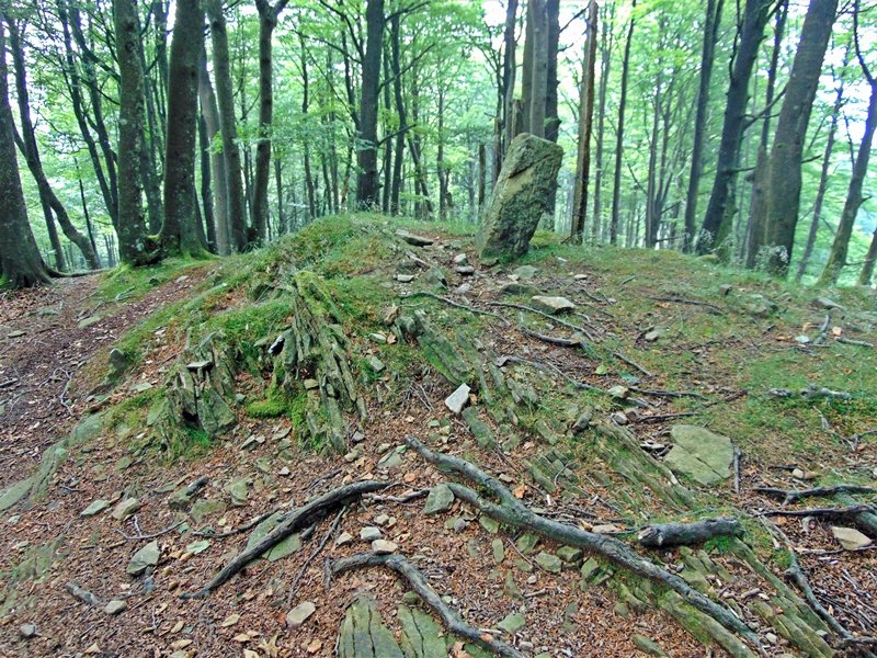 Tontorra