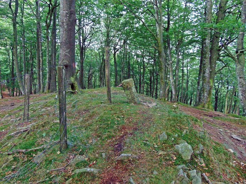 Tontorra