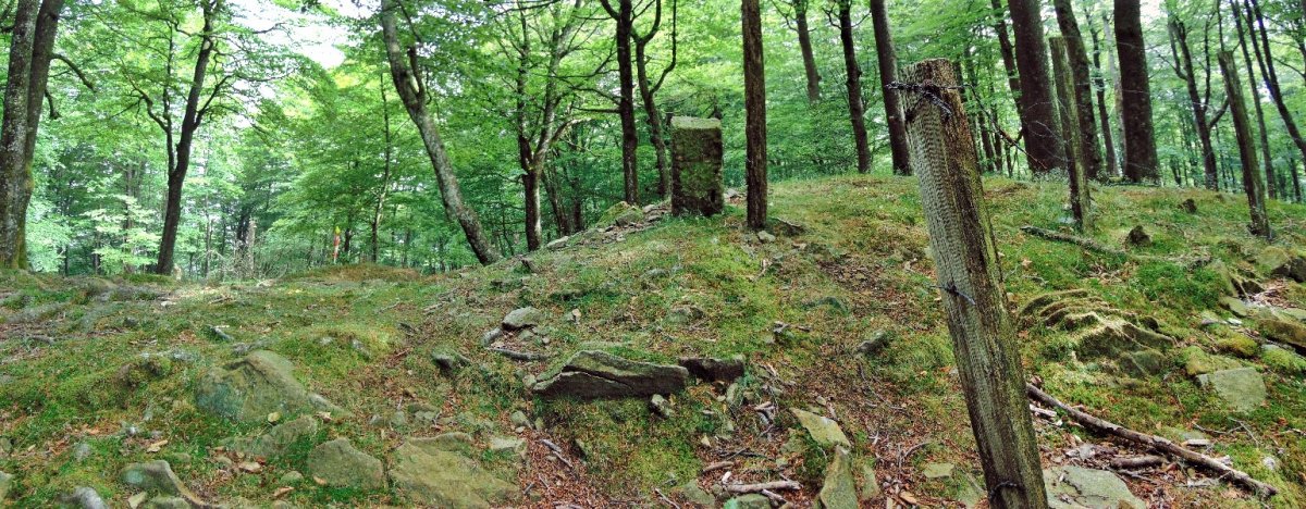 Tontorra