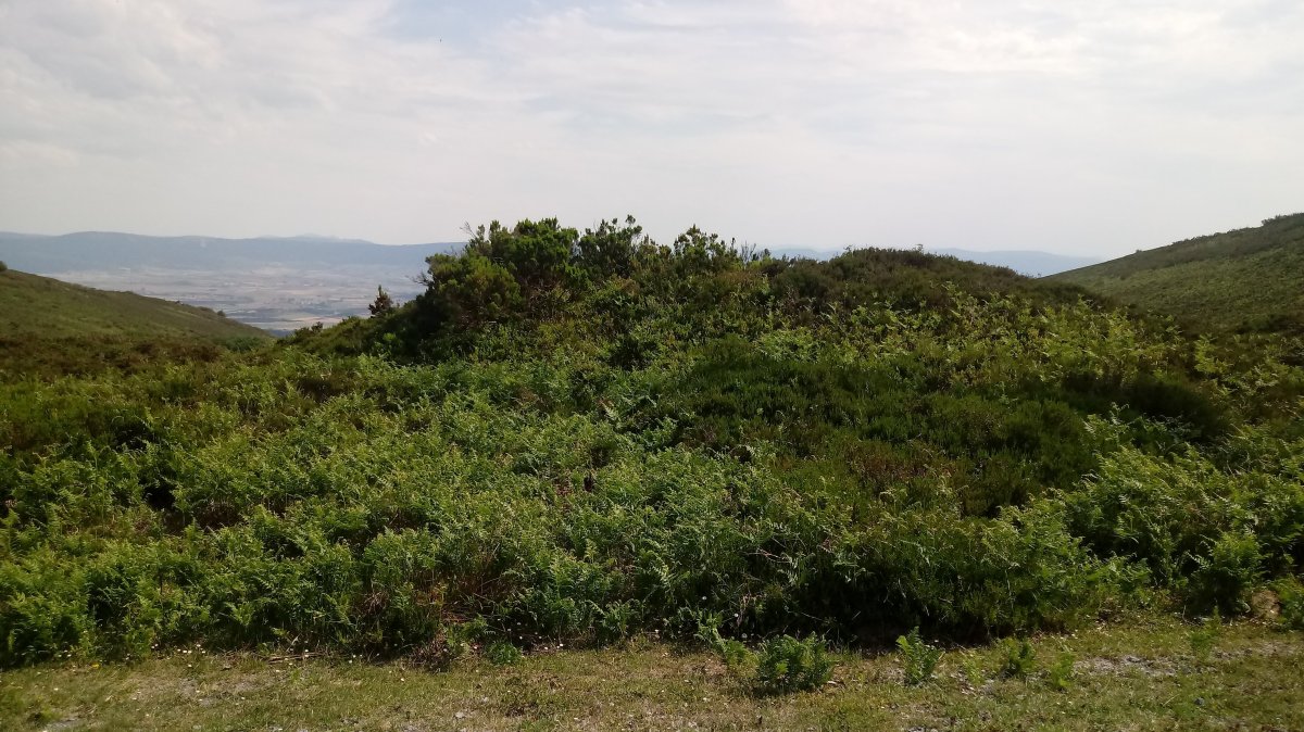 Gainlabur trikuharria (2019)