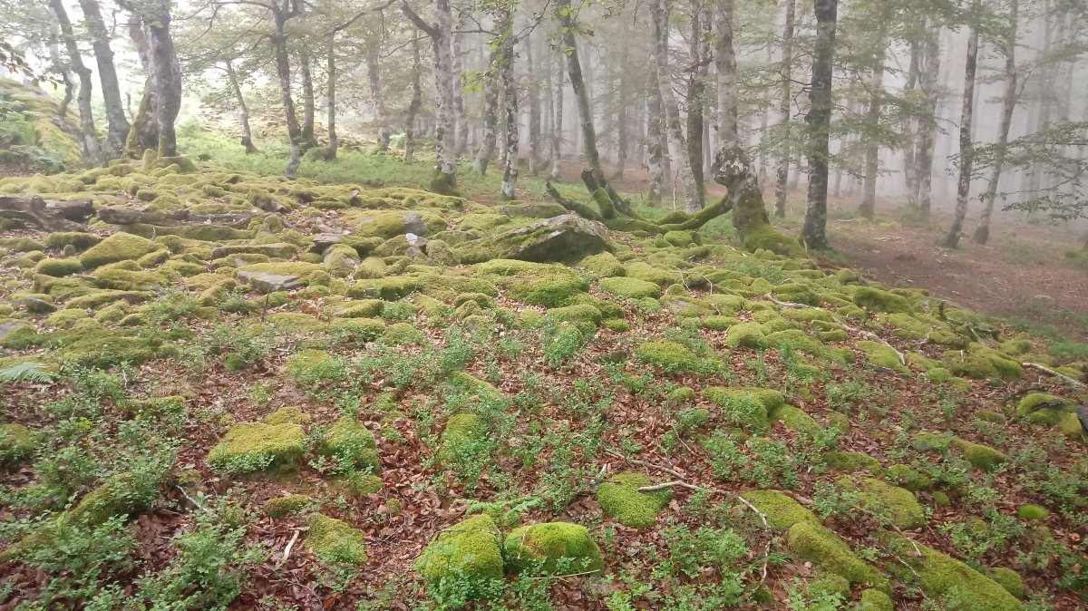 Burdindogi I E. trikuharria 3