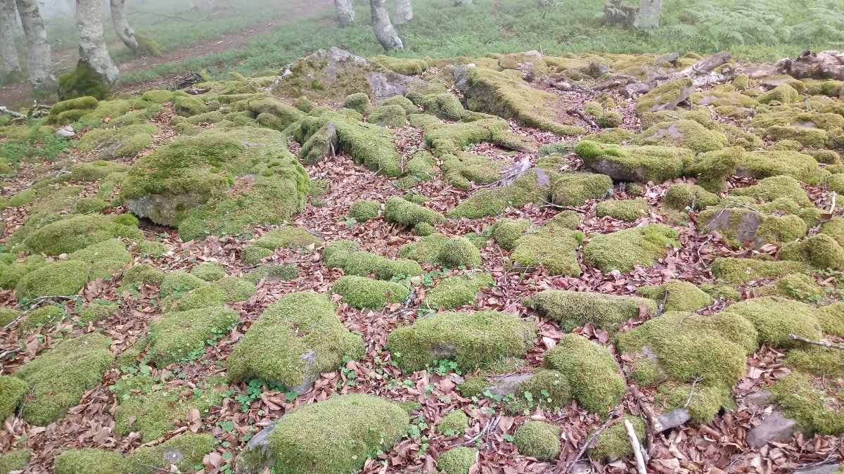 Burdindogi I E. trikuharria (2019)