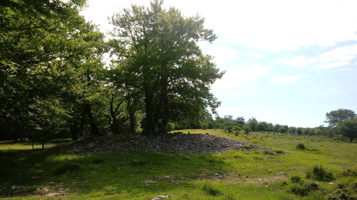 Elurmenta M. trikuharria 3