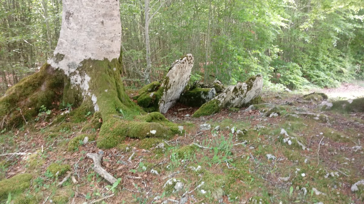 Otsotesare trikuharria 3