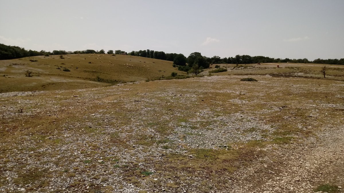 Bardoitza saroia