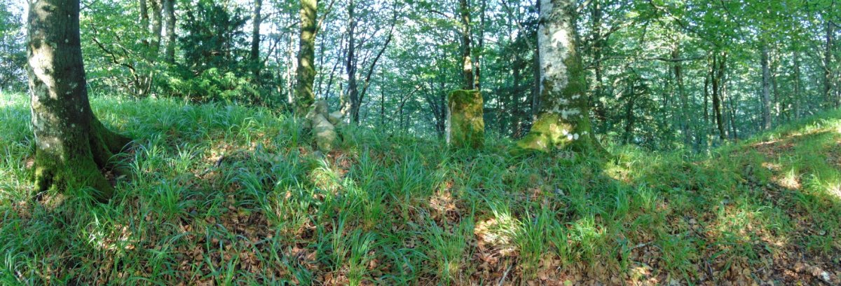 Tontorra