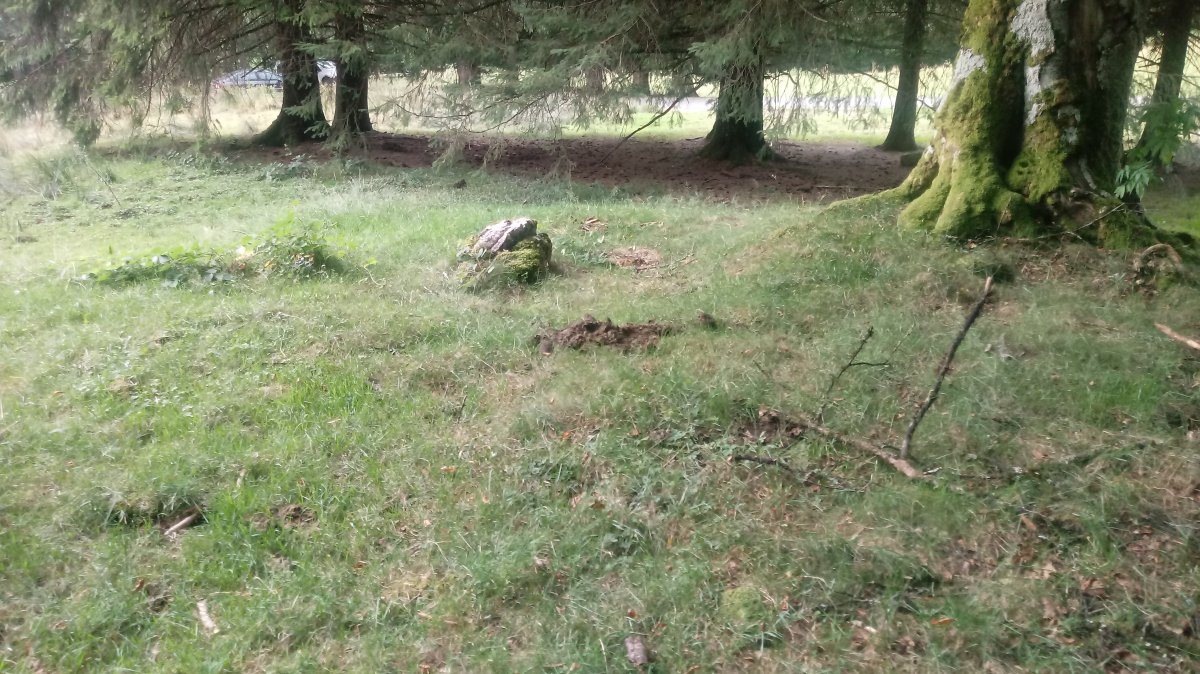 Petilarre trikuharria (2019)