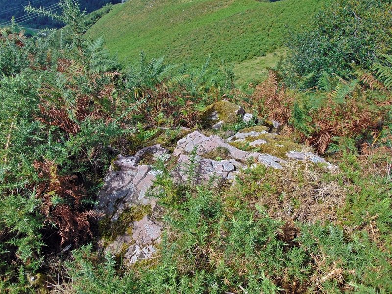 Tontorra