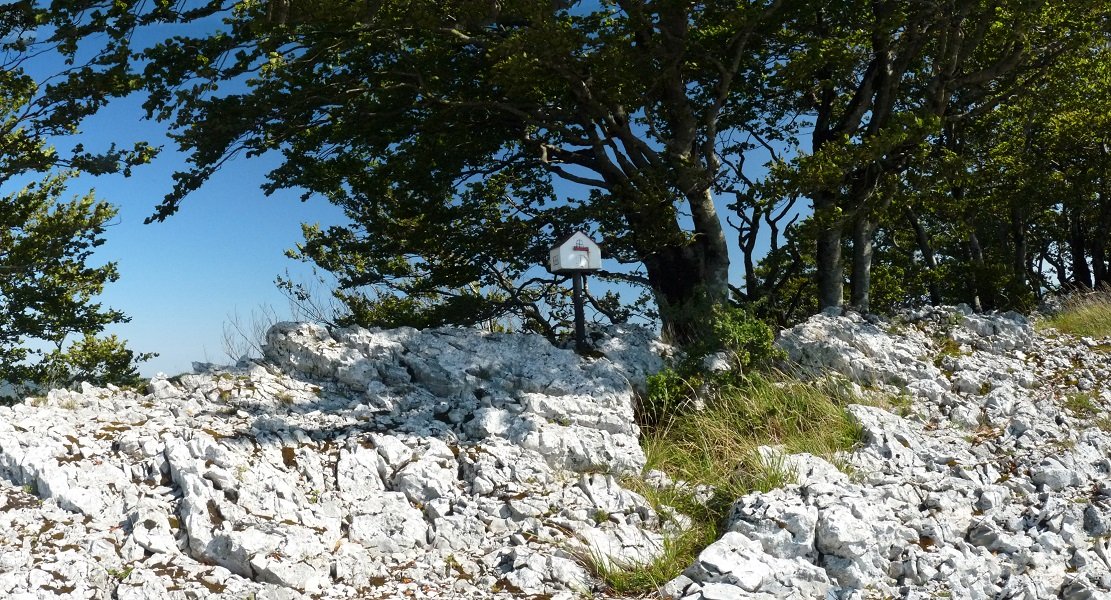 gainsoilgo gailurra