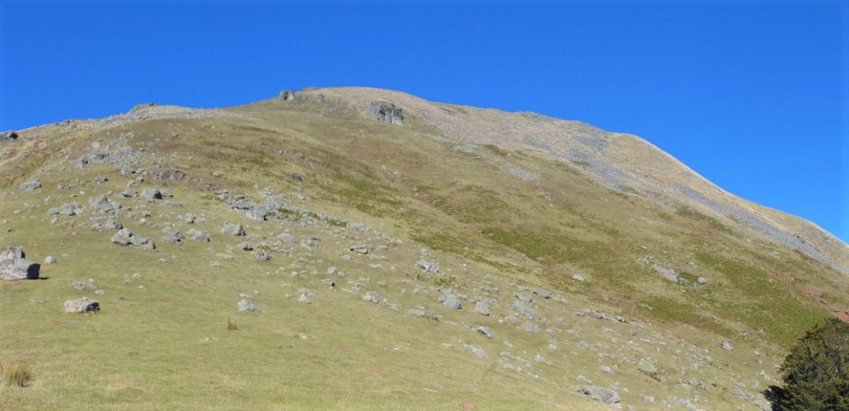 Auza