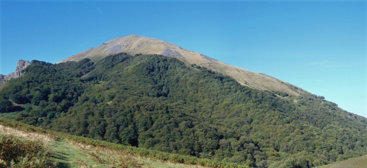 Auza