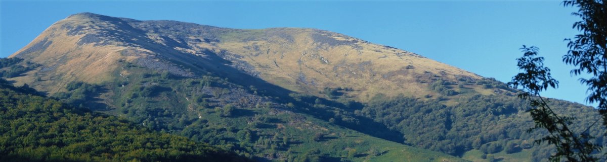 Auza