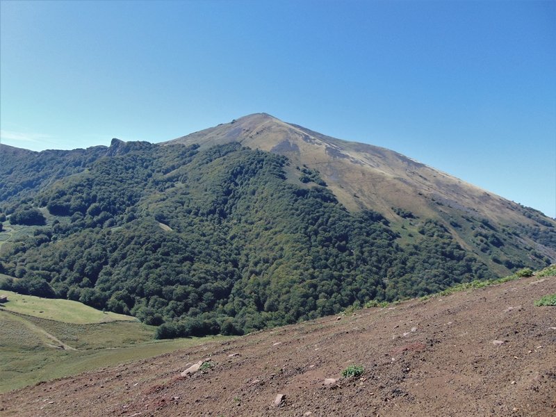 Auza