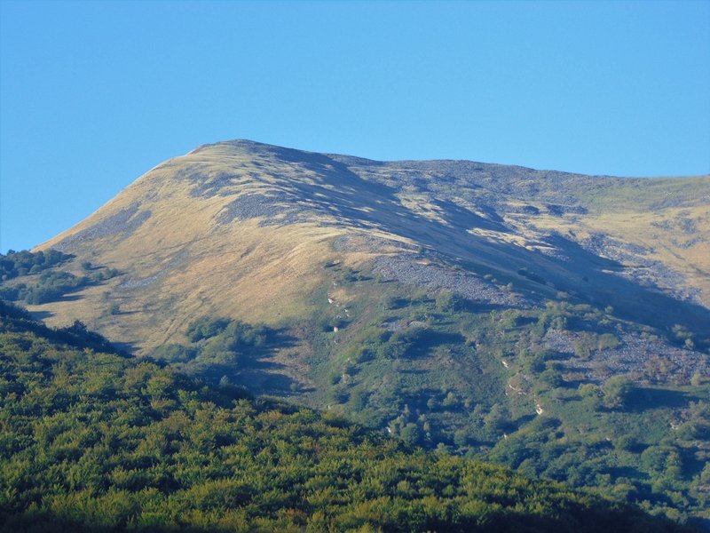 Auza
