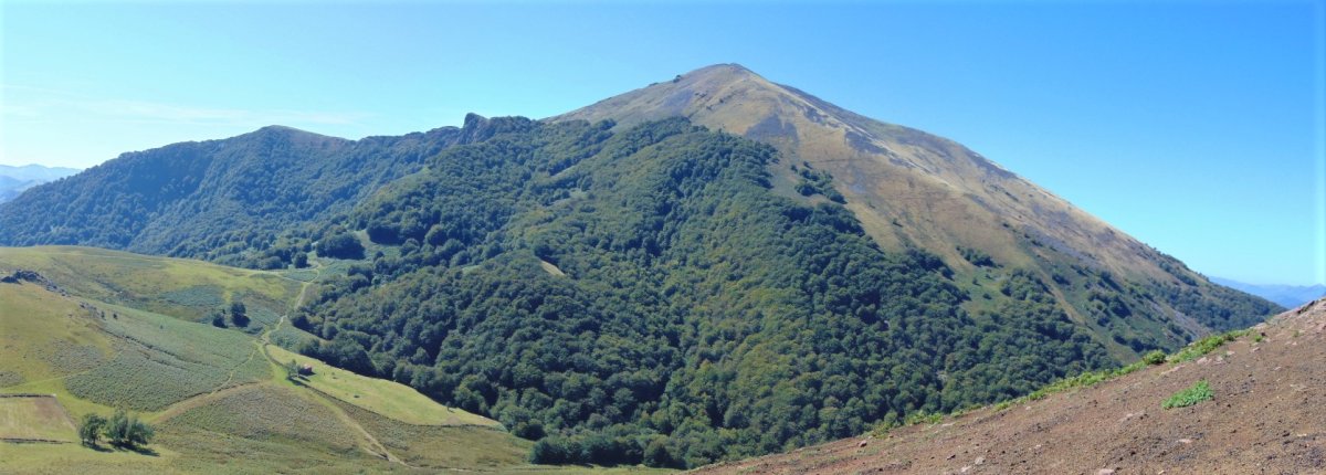 Auza