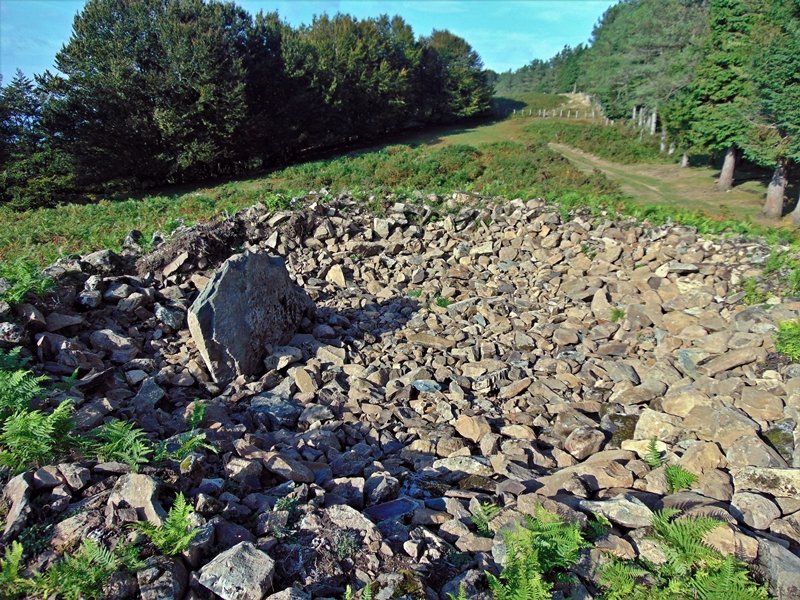 Tontorra