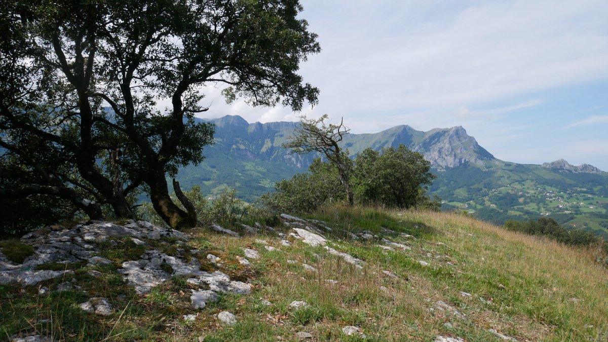 Tontorra, Arritxu