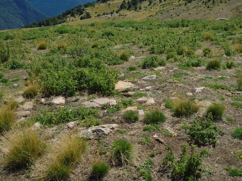 la hoya