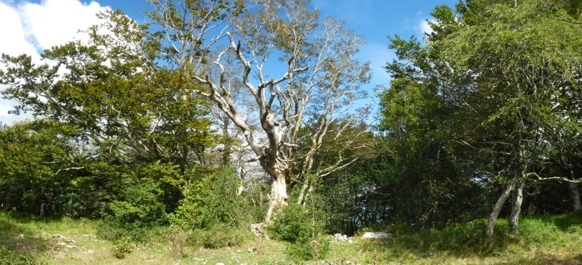 Gainaldeko basoa