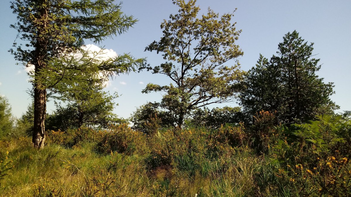 Motto (887m) tontorra