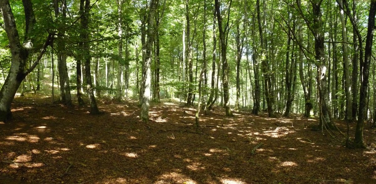 Pagadi sakonak