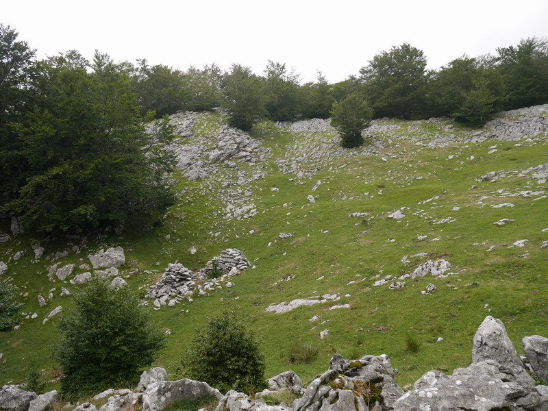 Lexardi