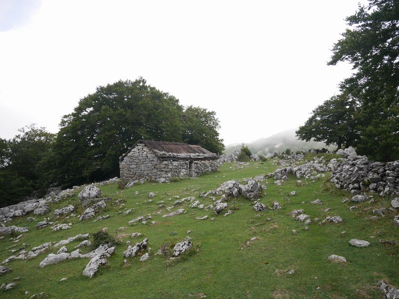 Lexardi