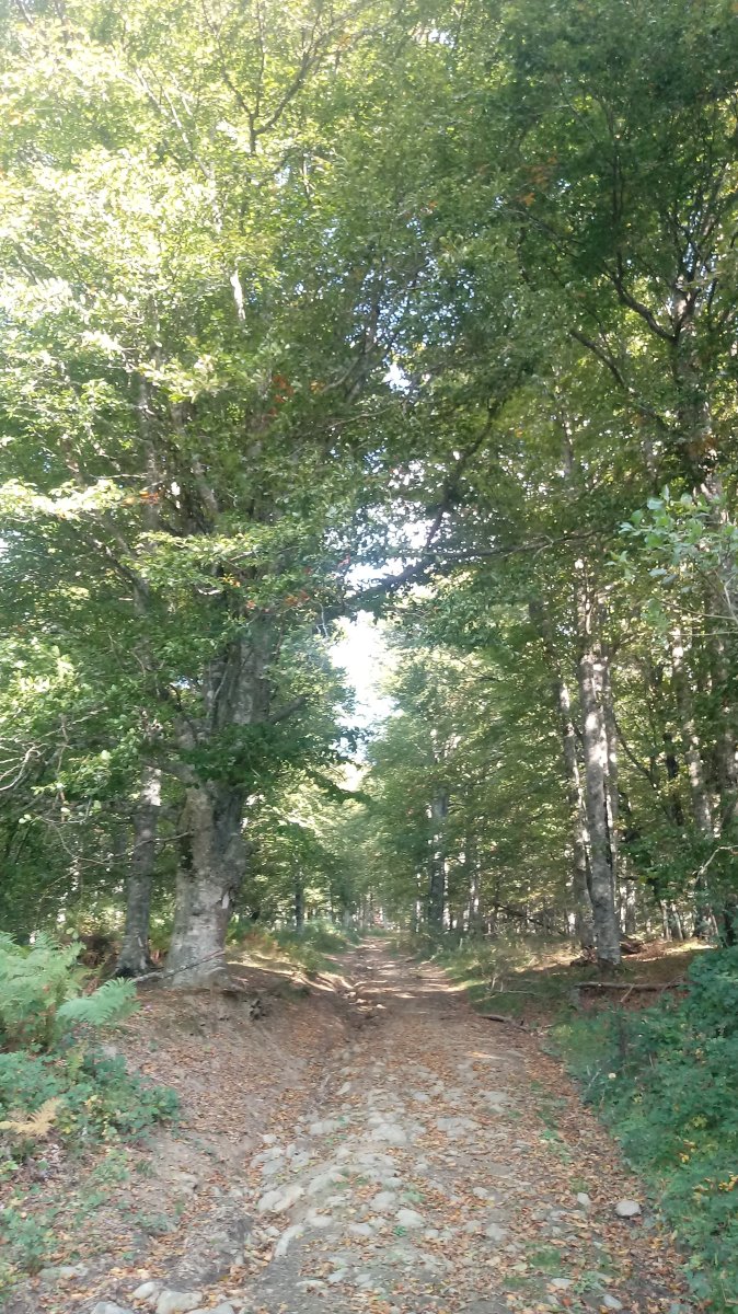 Puttarri (1299m) igoerako bidean