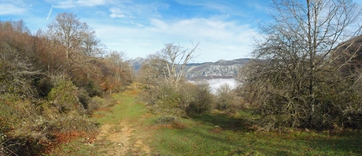 Andoingo arratea