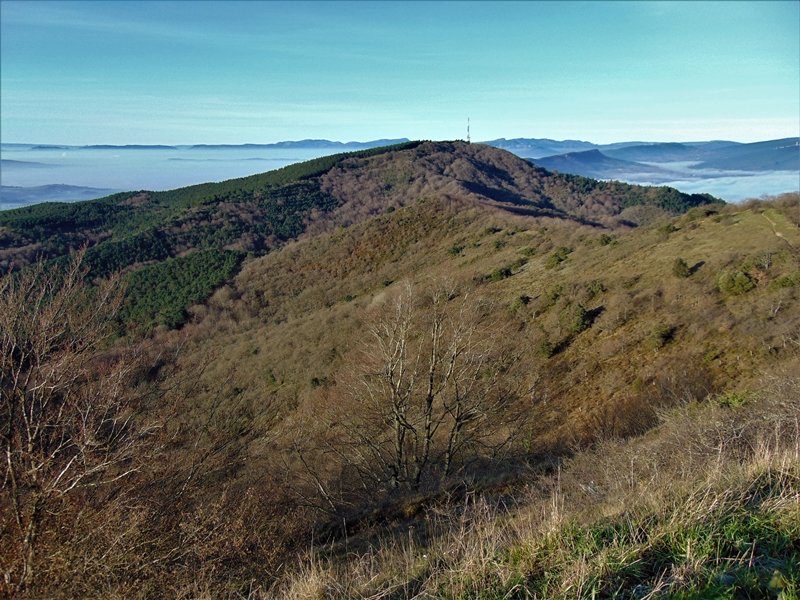 Zaldiaranetik