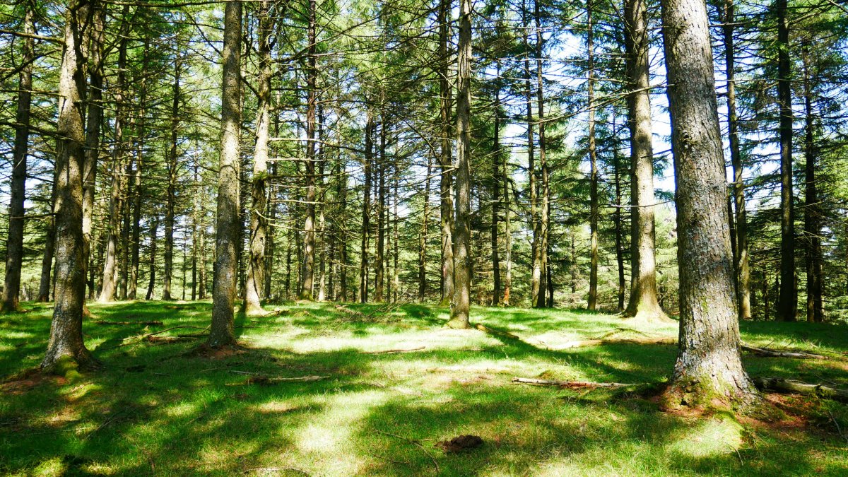 Altzegi gaina