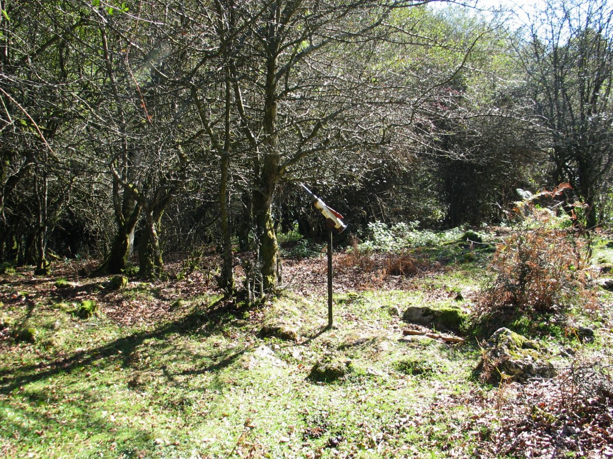 Tontorra