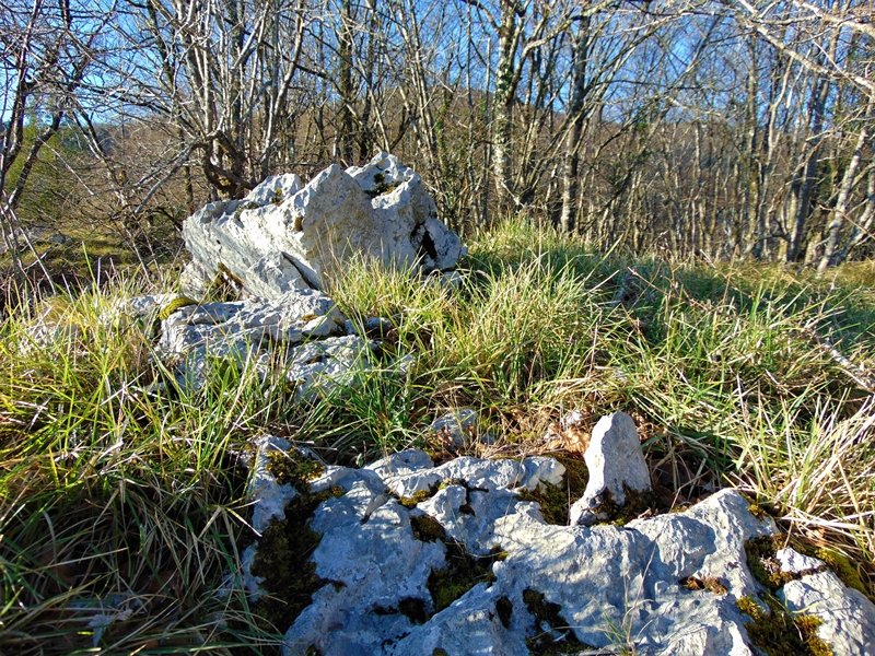 Tontorra