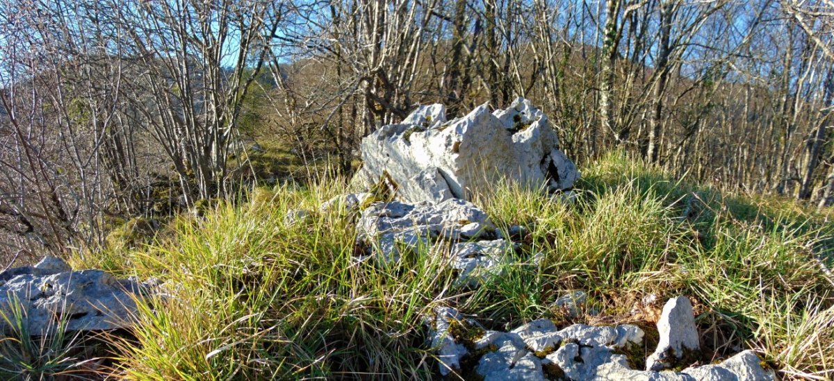 Tontorra