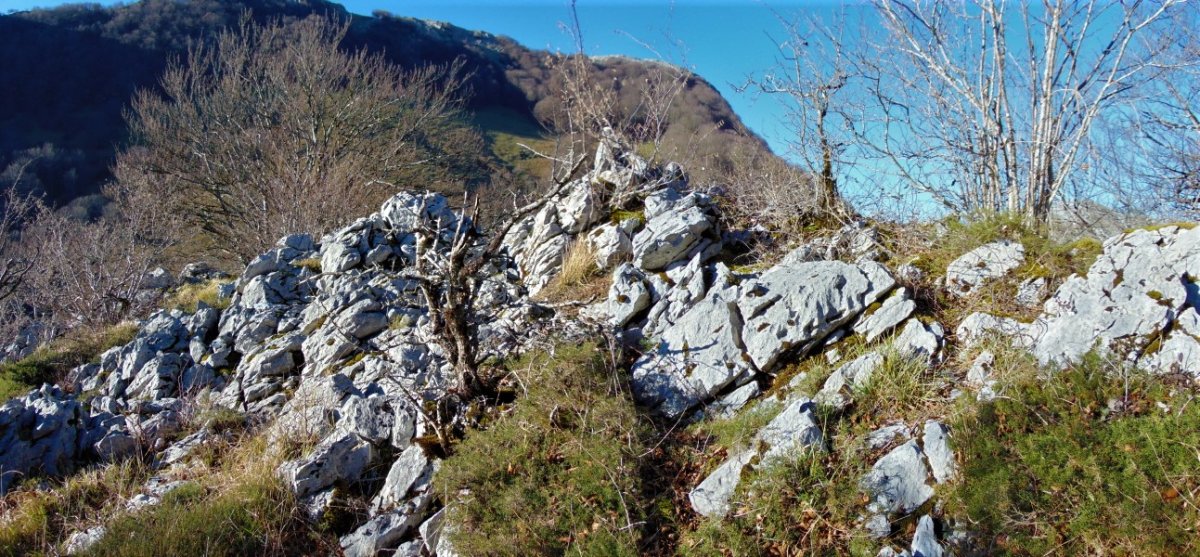 Tontorra