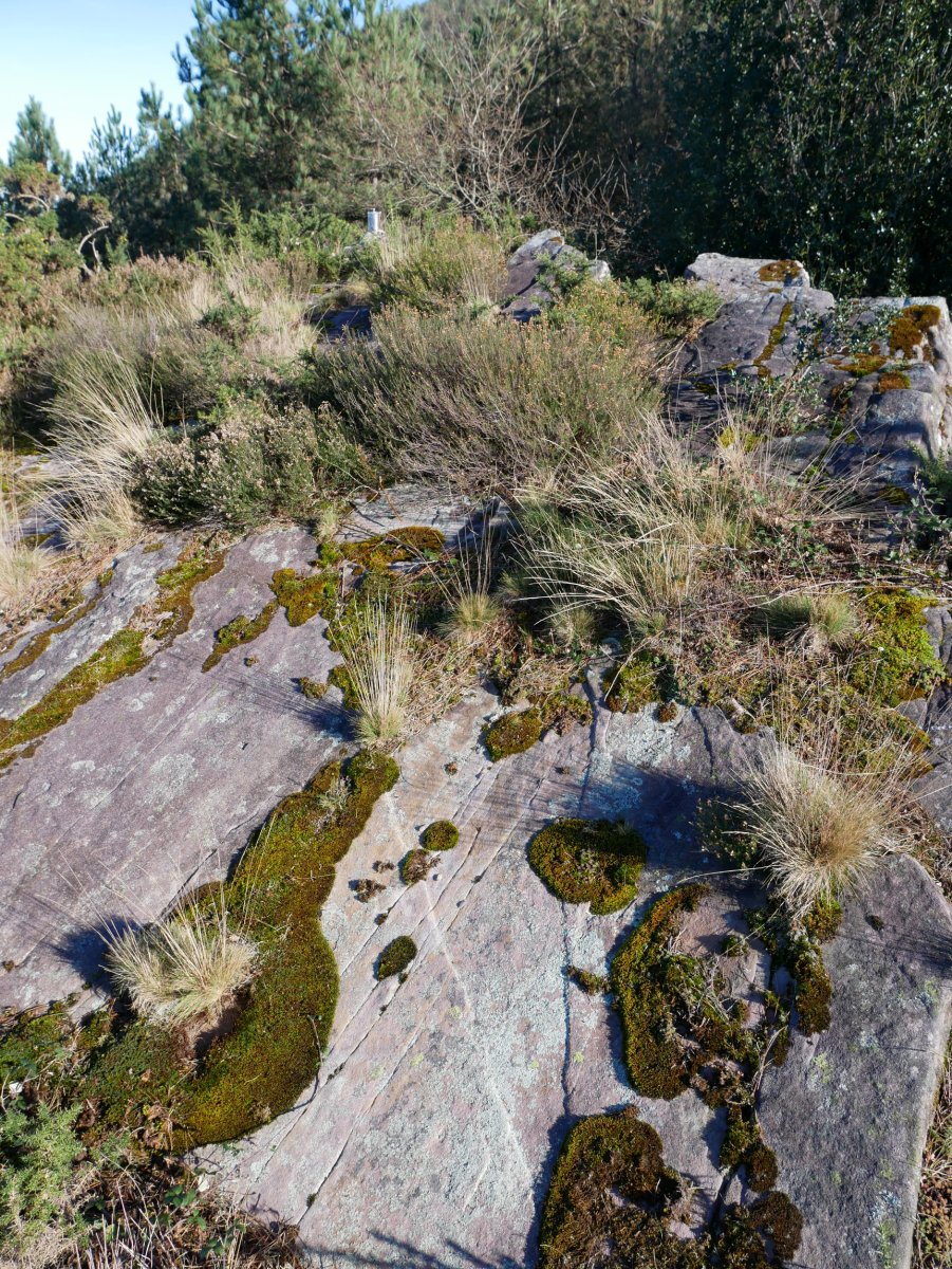 Tontorra, Muntto