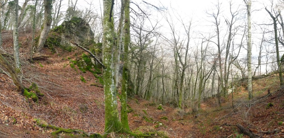 Garategibelgo basoa
